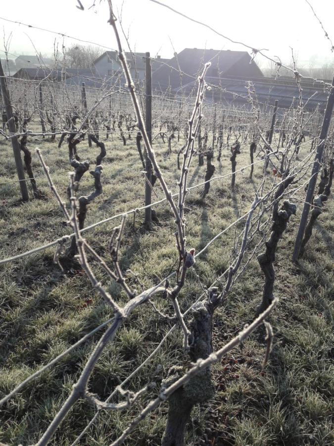 Weingut Will Und Wuerz Lemberger Leilighet Schwaigern Eksteriør bilde