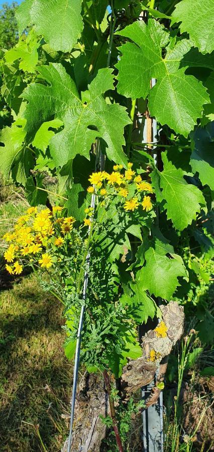 Weingut Will Und Wuerz Lemberger Leilighet Schwaigern Eksteriør bilde